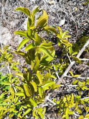 Ximenia