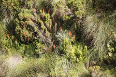 Kniphofia tabularis