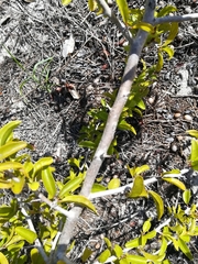 Ximenia