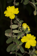 Hibbertia rhynchocalyx