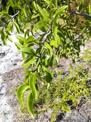 Ximenia