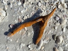 Axinella polycapella