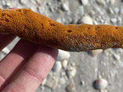 Axinella polycapella