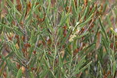 Hakea cygnus cygnus