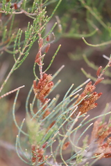 Allocasuarina humilis