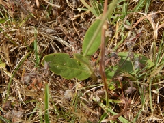 Pfaffia tuberosa