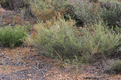 Allocasuarina humilis