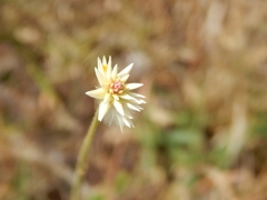 Pfaffia tuberosa
