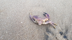 Danielethus crenulatus