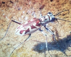 Ellipsoptera cuprascens