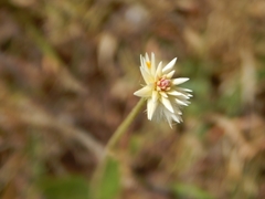 Pfaffia tuberosa