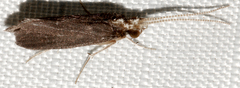 Nyctiophylax