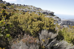 Cliffortia tridentata