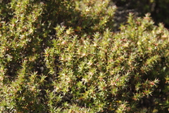 Cliffortia tridentata
