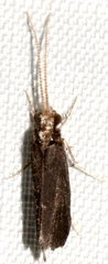 Nyctiophylax