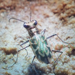 Ellipsoptera cuprascens