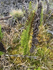 Polypodium pellucidum