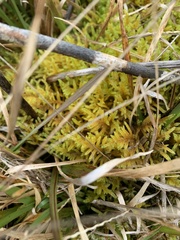 Hypnum plumaeforme