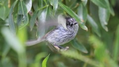 Anairetes parulus