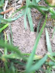 Formicidae