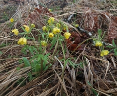 Ranunculus monophyllus