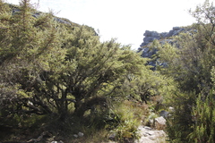 Cliffortia tridentata