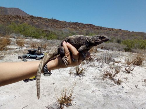Monserrat Chuckwalla