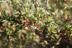 Cliffortia tridentata