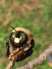 Xylocopa virginica