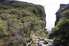 Cliffortia tridentata