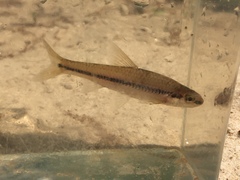 Notropis hypsilepis