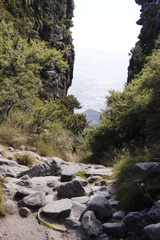 Cliffortia tridentata