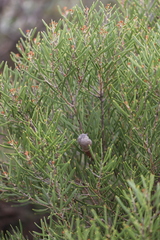 Hakea cygnus cygnus