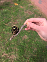 Xylocopa virginica