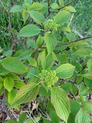 Cornus alternifolia