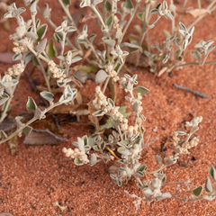 Chenopodium desertorum