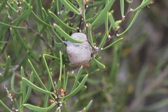 Hakea cygnus cygnus
