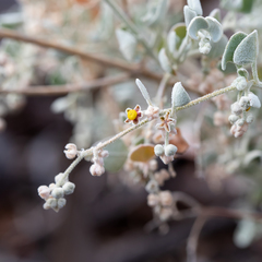 Chenopodium curvispicatum