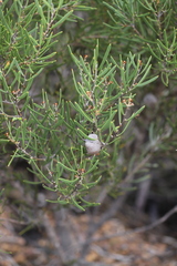Hakea cygnus cygnus