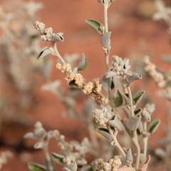 Chenopodium desertorum