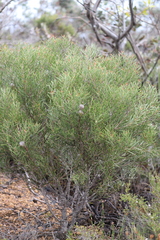 Hakea cygnus cygnus