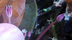 Marathrum plumosum