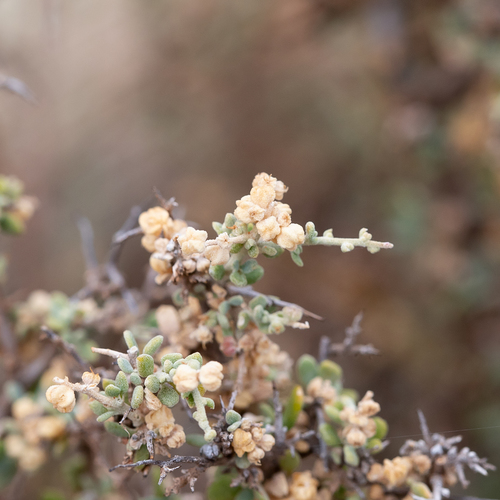 Spiny Goosefoot (Rhagodia ulicina)