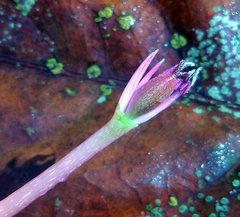 Marathrum plumosum