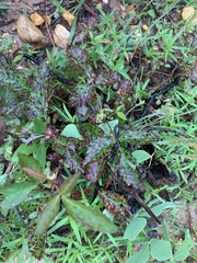 Sphaerulina westendorpii