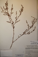 Polygonum buxiforme
