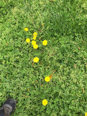 Taraxacum officinale