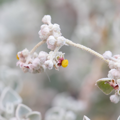 Chenopodium curvispicatum