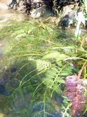 Marathrum plumosum