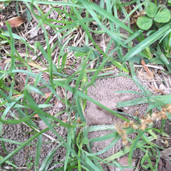 Formicidae